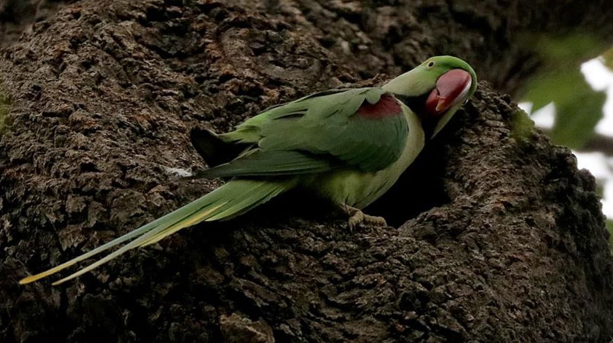 Gaziantep'te 8 Pakistan papa�an� ele ge�irildi