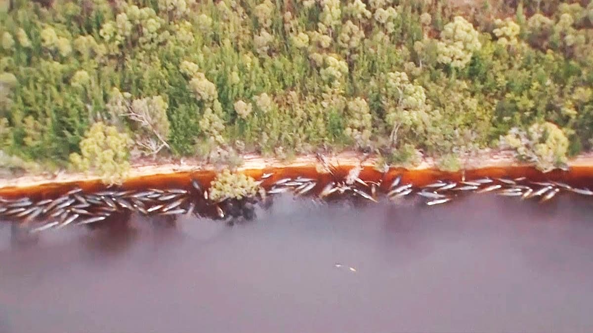 Toplu karaya vurma olay�nda say� giderek art�yor