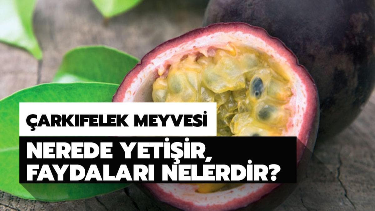 arkfelek meyvesinin faydalar nelerdir? arkfelek meyvesi Trkiye'de nerede yetiir? 