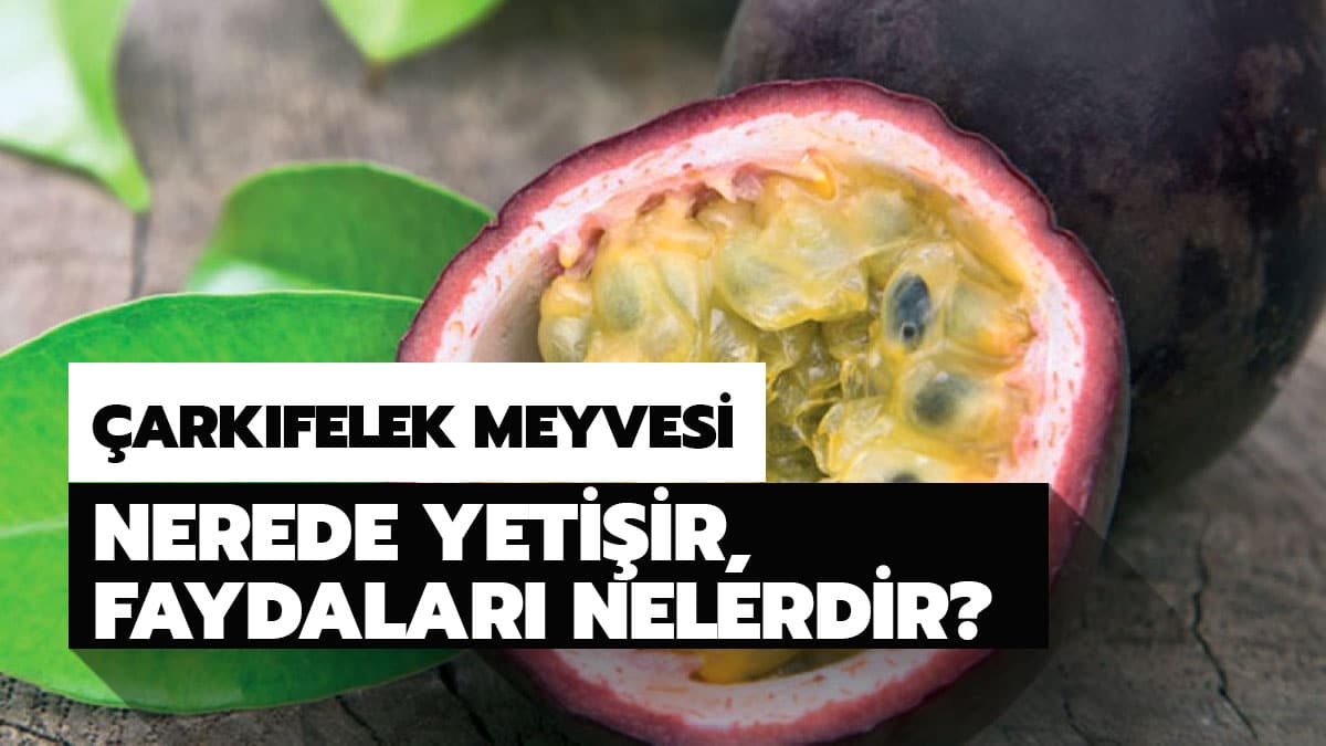 �ark�felek meyvesinin faydalar� nelerdir? T�rkiye'de nerede yeti�ir?