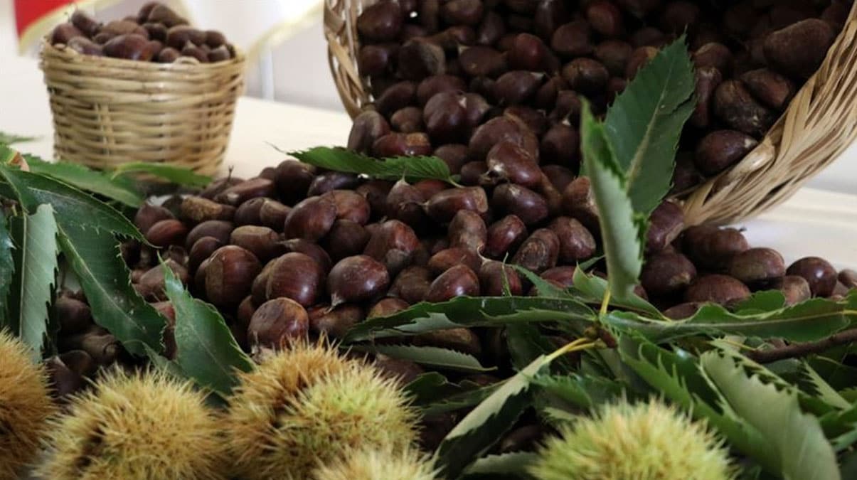 Ayd�n kestanesi tescil edildi