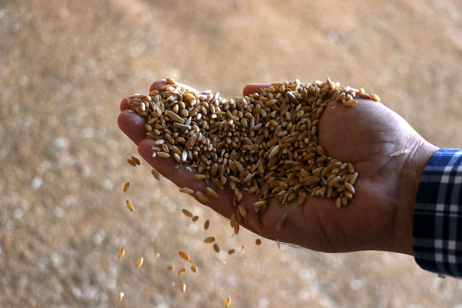 Devlet deste�iyle yerli ve sertifikal� tohum �retmeye ba�lad�