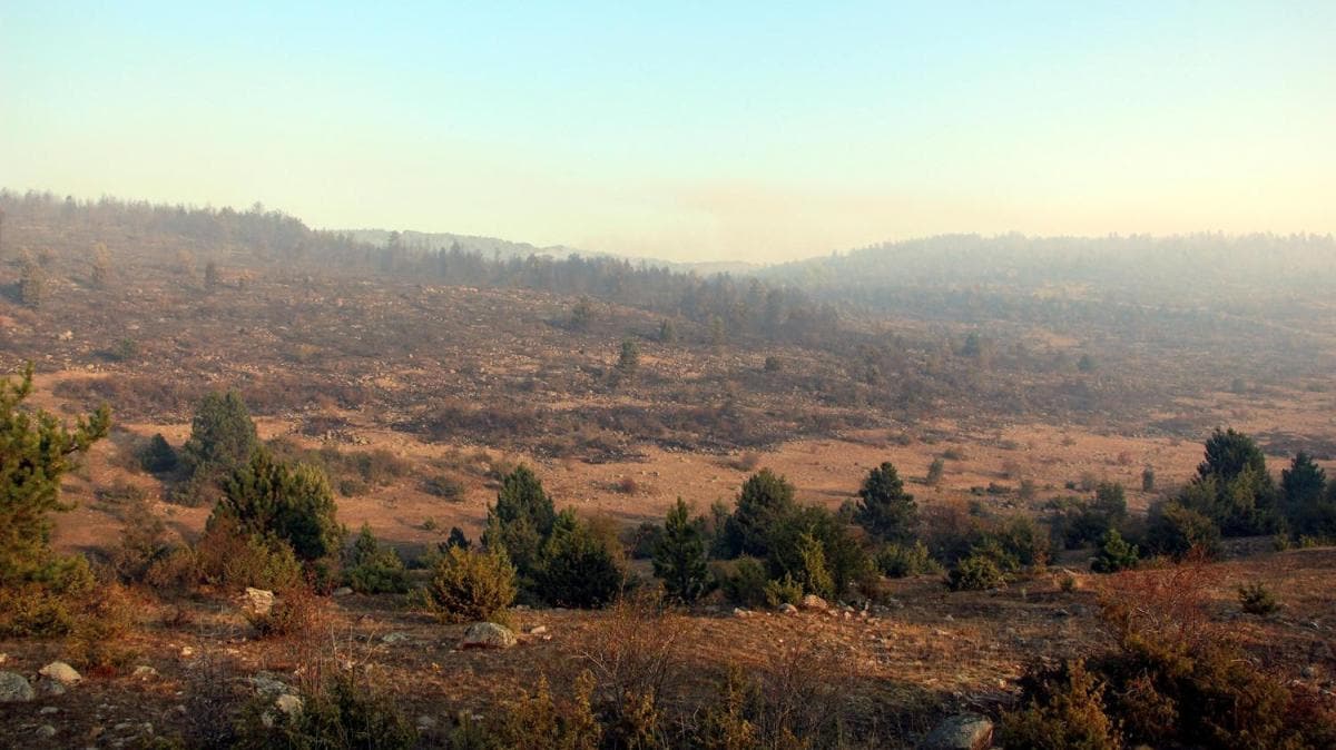 Bolu'da 40 hektar orman kl oldu