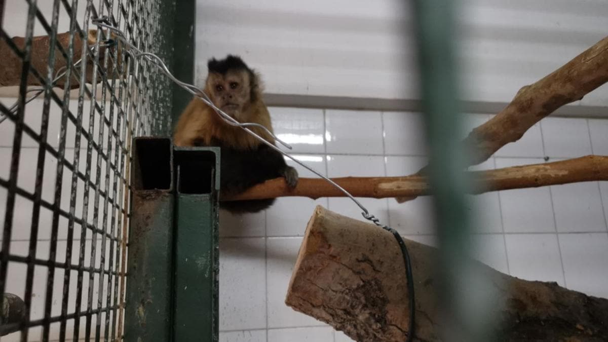 Hayvanat bahesindeki barnandan kaan maymun elektrik akmna kaplnca yakaland