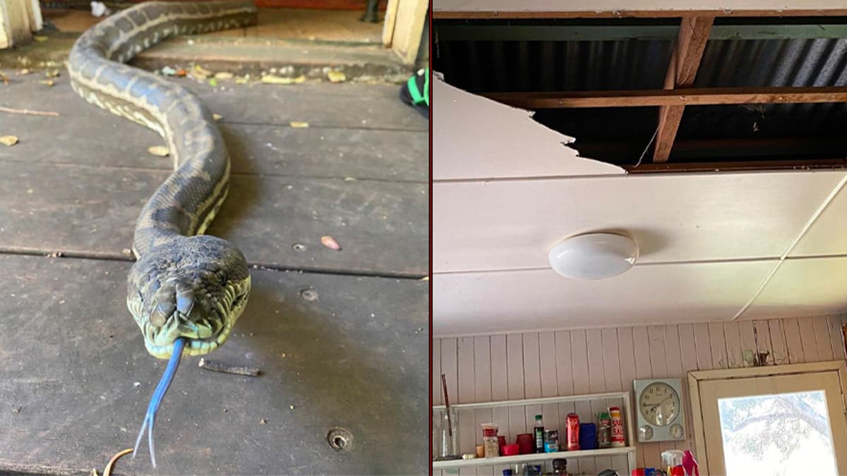 Tavan ��kt�, iki koca piton yemek masas�na d��t�!