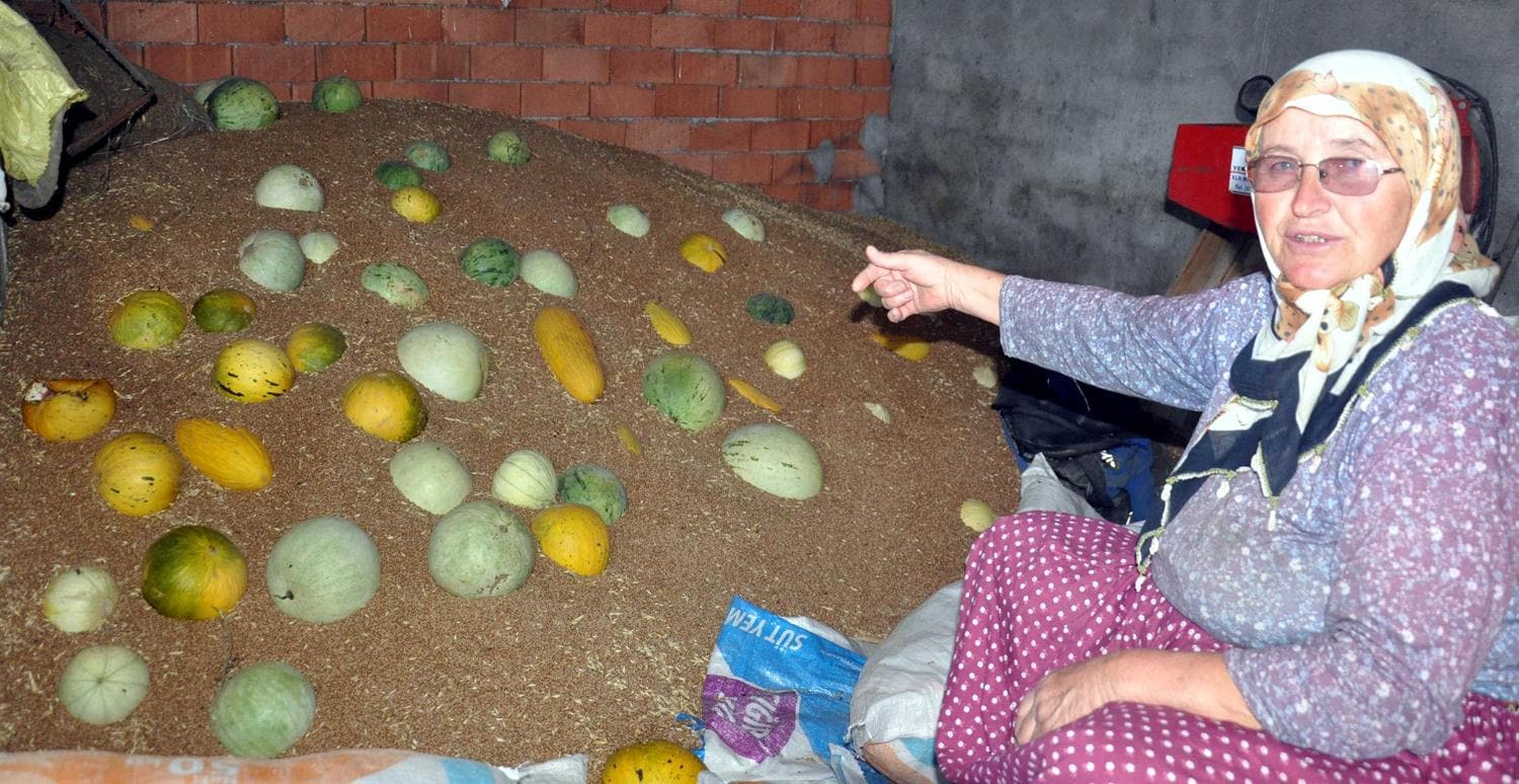 'H�rs�z almaz' kavunlar�na yo�un ilgi