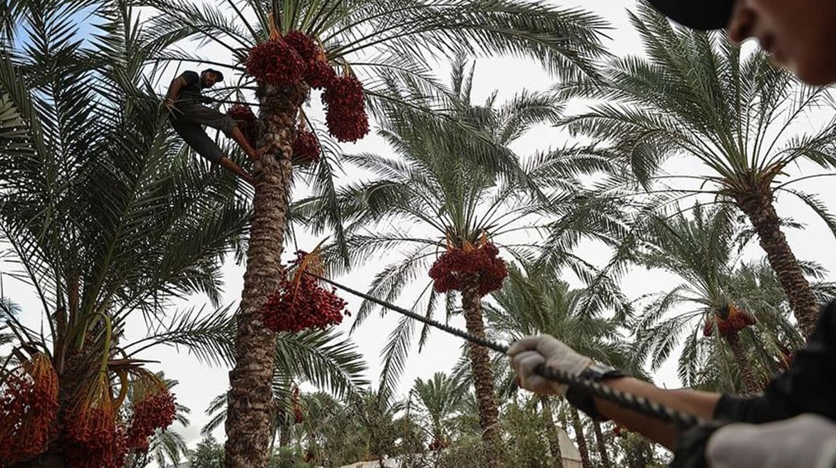 Gazze'de hurma hasad� ba�lad�