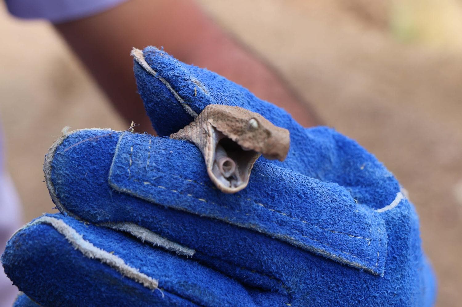 Uzmanlar uyar�yor: �l�mc�l olabilir... Yakalamaya �al��may�n!