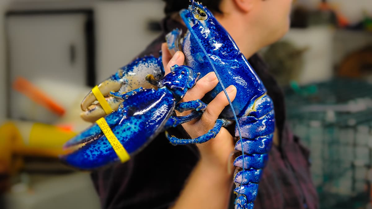 50 y�la kadar ya�ayabiliyorlar