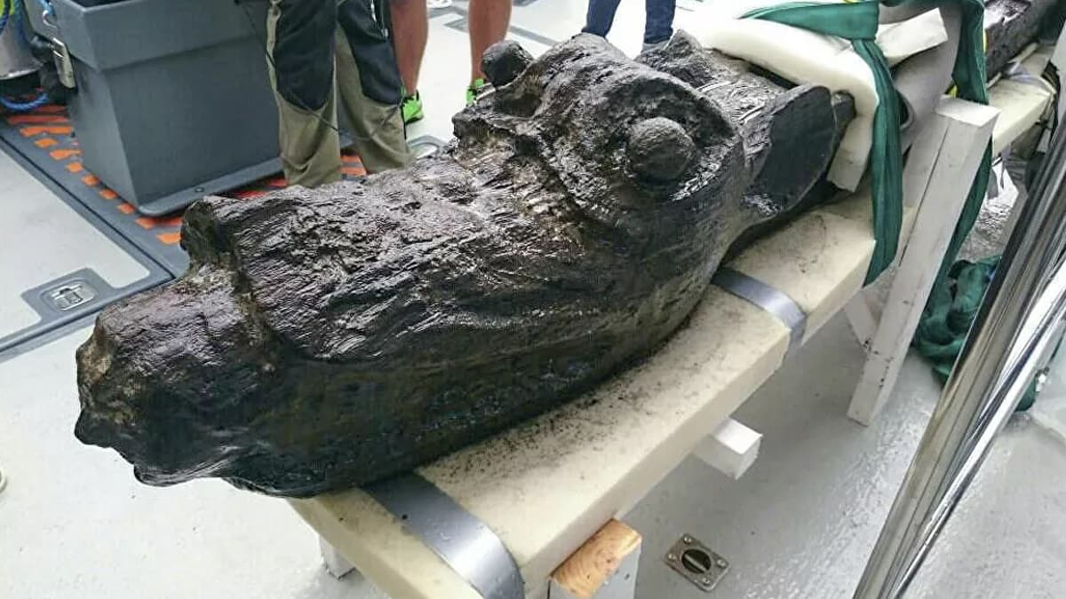 500 y�ll�k bat�kta bulundu! Hangi hayvana ait oldu�u ��z�lemedi