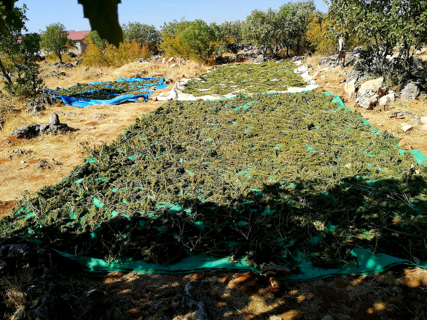 Diyarbak�r'da narko-ter�r operasyonu: 2 ton 628 kilogram esrar ele ge�irildi
