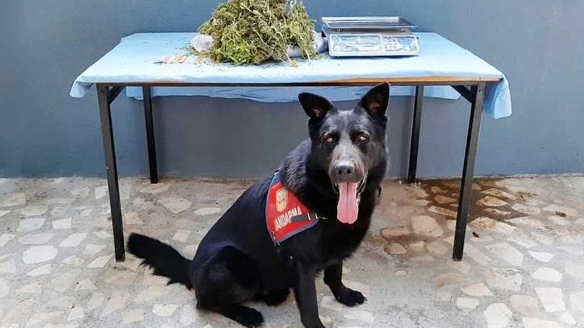 Jandarma ekiplerince 1 kilo 200 gram esrar ele geirildi