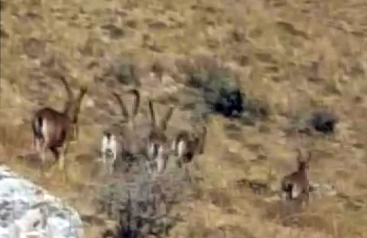 Nesilleri t�kenme tehlikesi alt�nda... S�r� halinde g�r�nt�lendiler