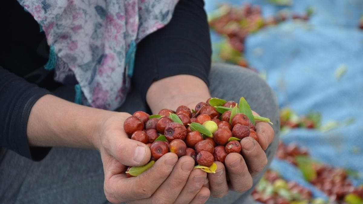 Manisa'da yetişiyor... Kilogramı 20 liradan alıcı buluyor