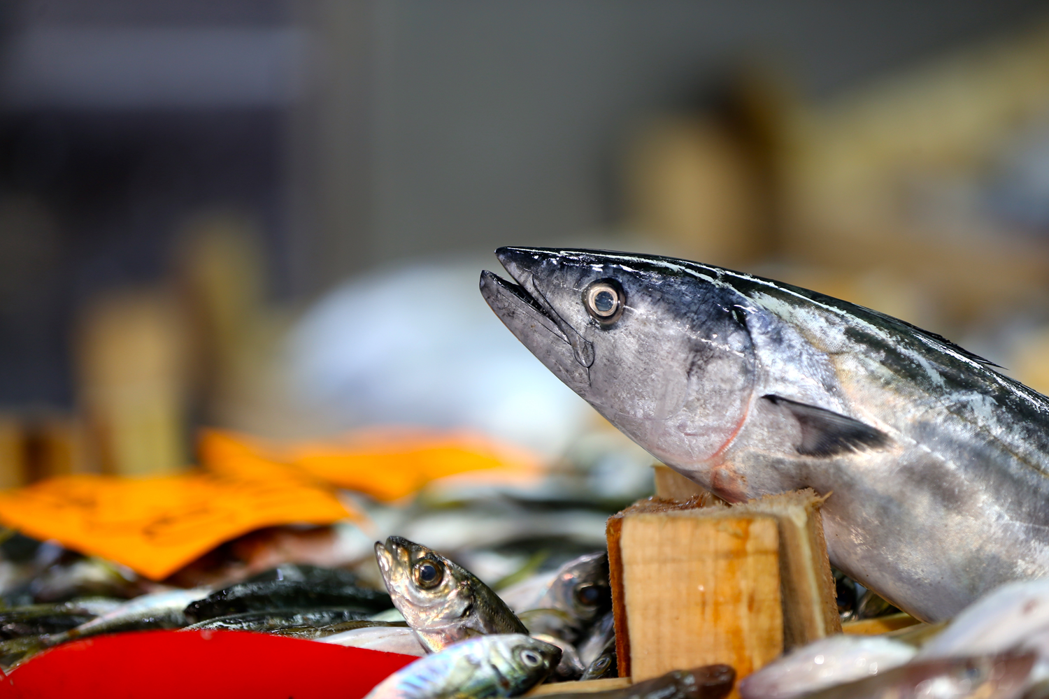 Palamut bollu�u hem bal�k��lar�n hem vatanda��n y�z�n� g�ld�rd�