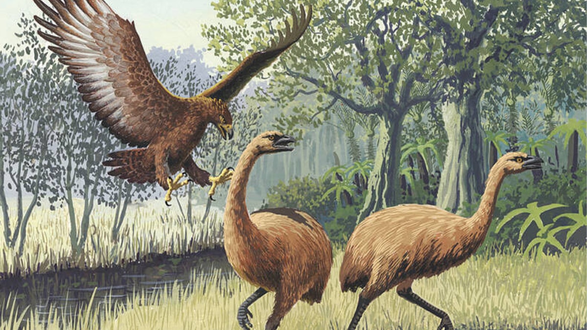 ��te insano�lunun bildi�i en b�y�k kartal...