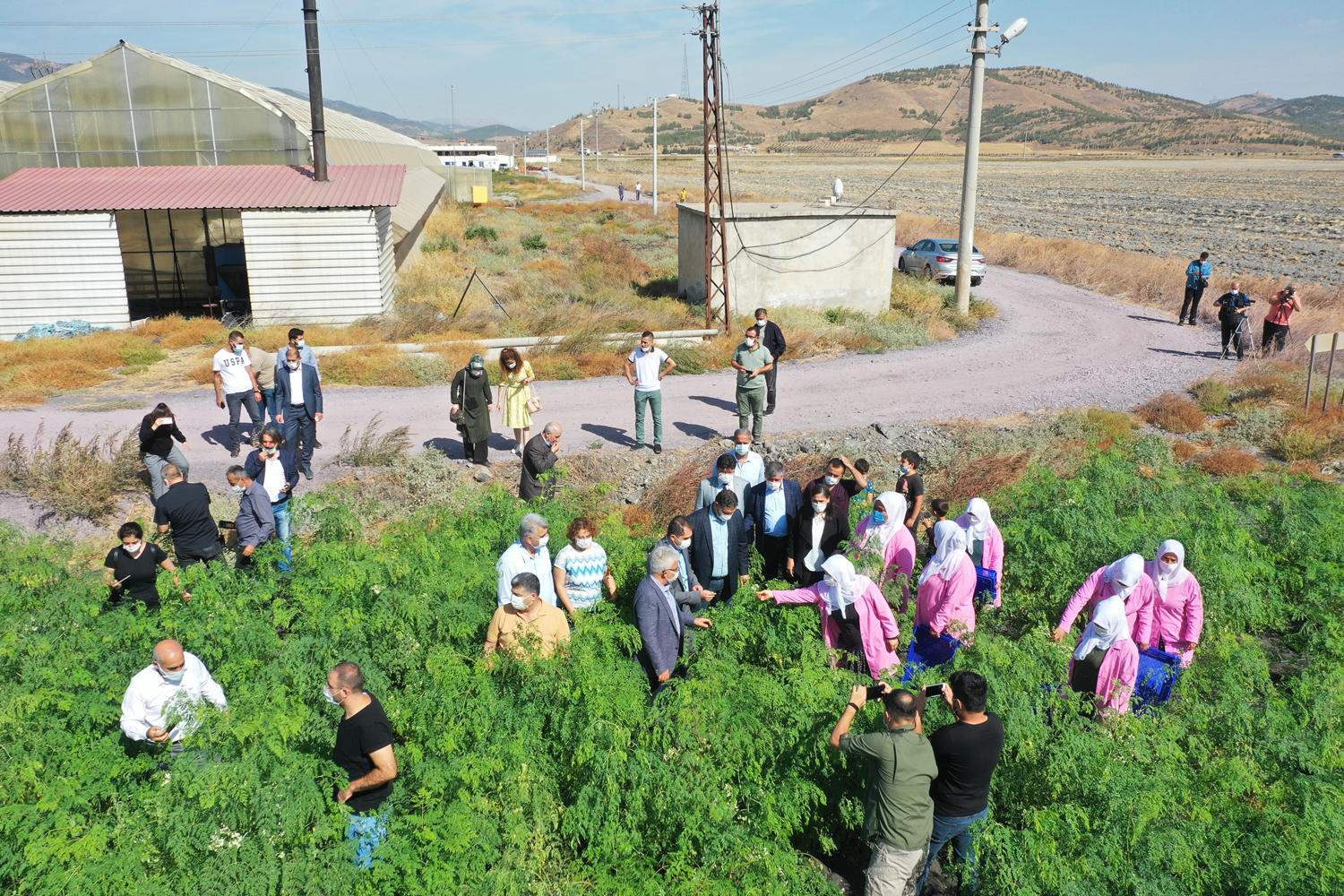 'Mucize bitki'nin hasad� ba�lad�