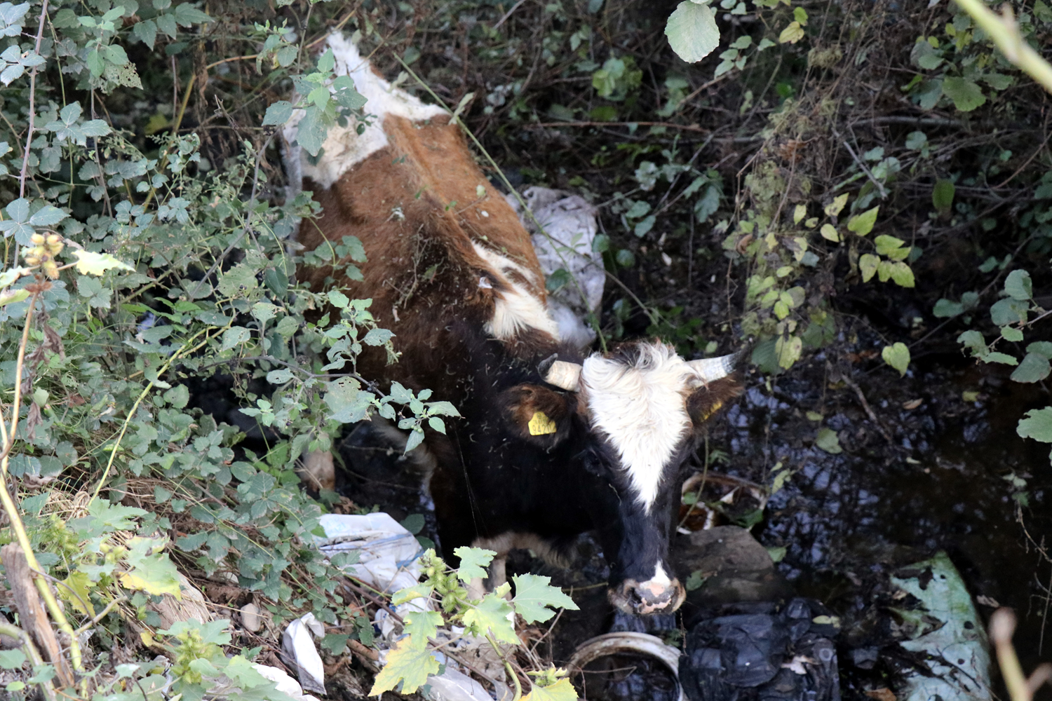 Sulama kanal�na d��en inek, itfaiye ekiplerince kurtar�ld�