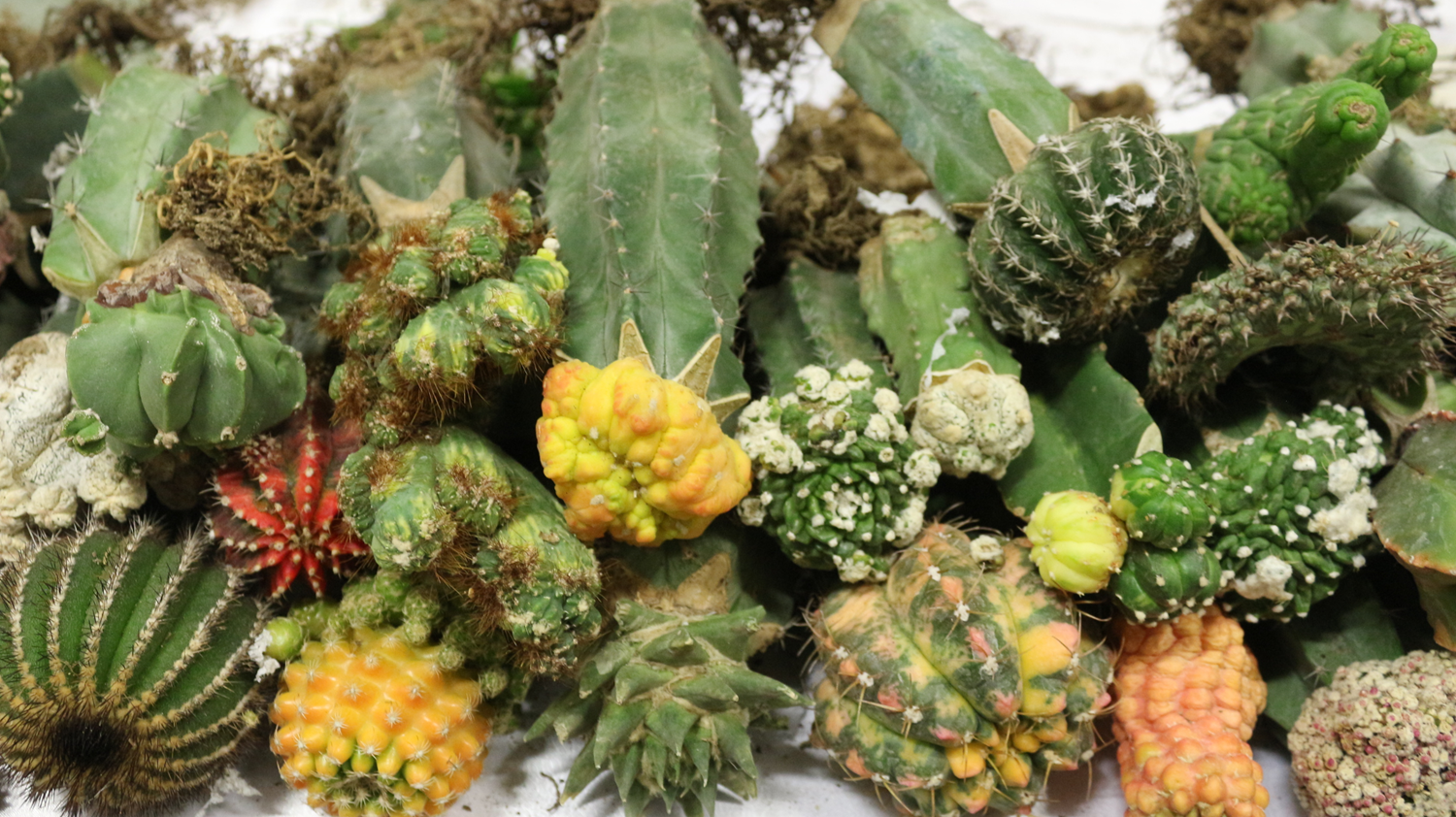 G�mr�k kap�s�nda ele ge�irildi: Hal�sinasyona neden oluyor