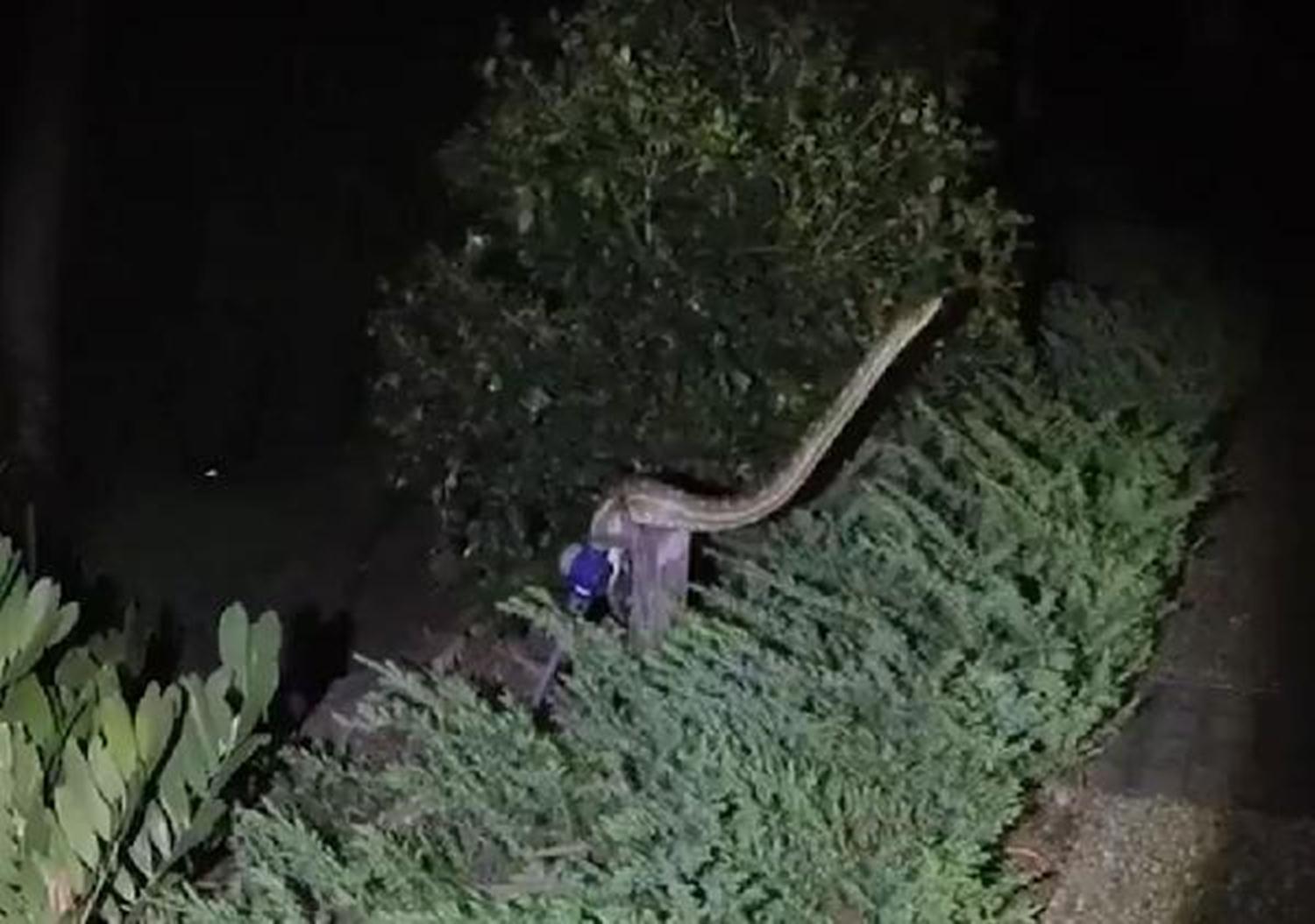 Avustralya'da bir kad�n 3 metrelik pitonu ezilmekten kurtarmak istedi, can�ndan oluyordu