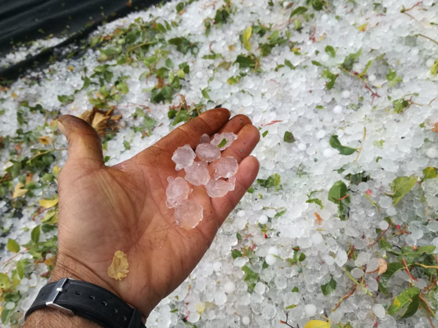 Antalya'da dolu ya���� bah�elerdeki nar a�a�lar�nda ve �z�m asmalar�nda hasara neden oldu