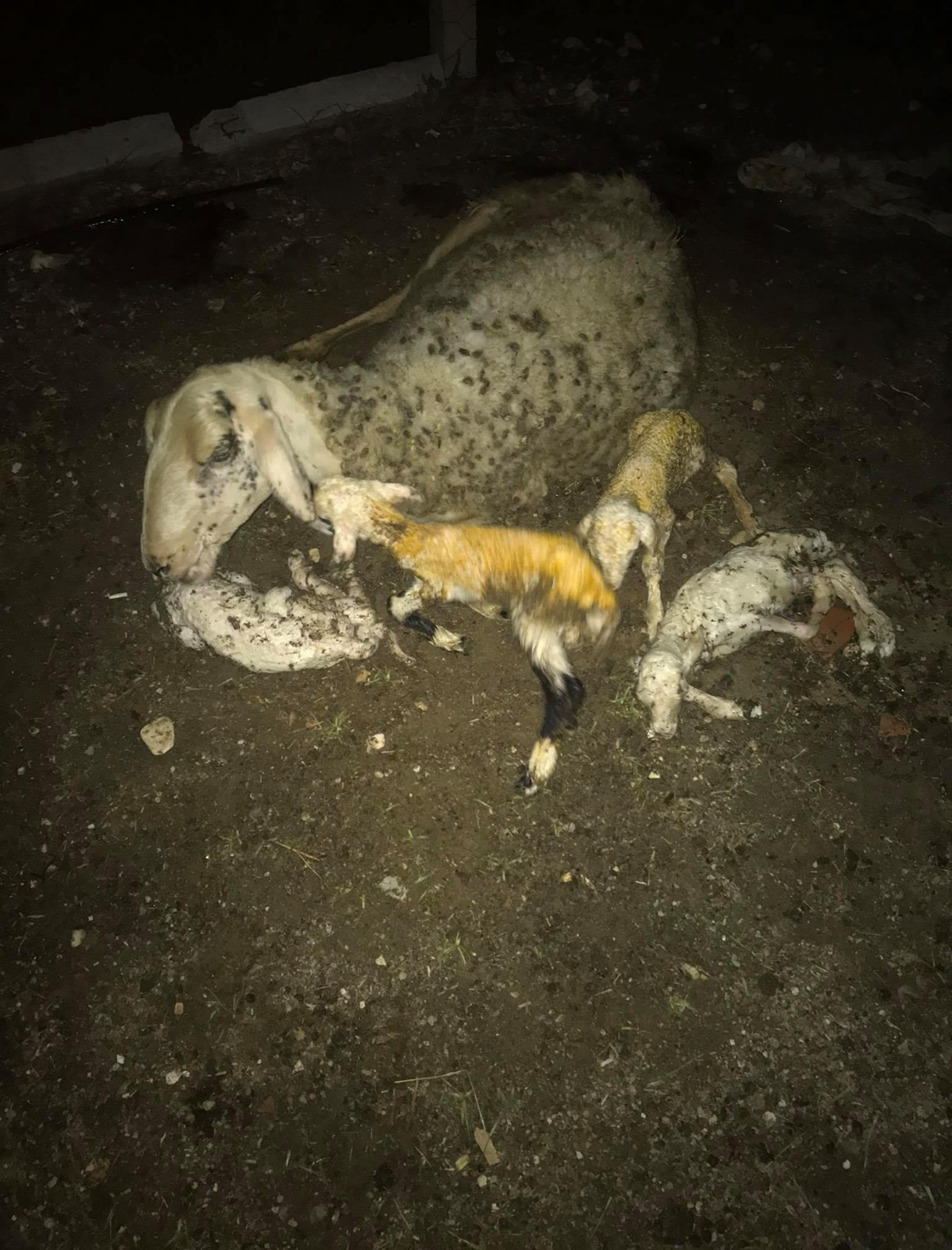 Koyun tek batnda 4 salkl kuzu dourdu