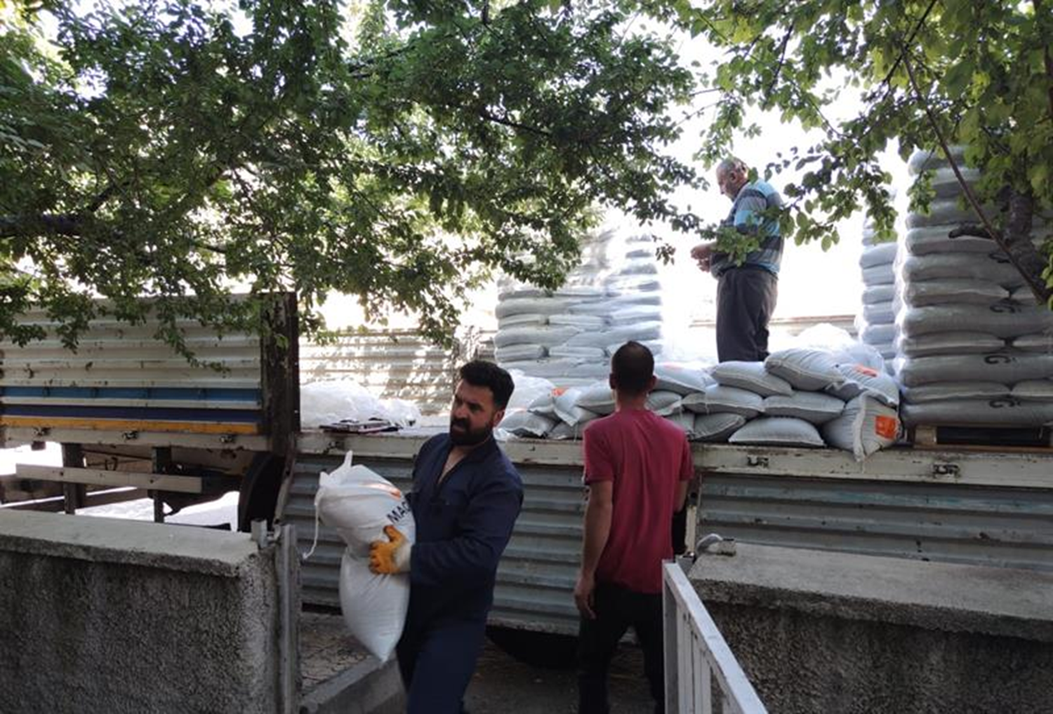 Tar�m ve Orman M�d�rl���nce Tunceli'de �reticilere sertifikal� yem bitkisi tohumu da��t�ld�