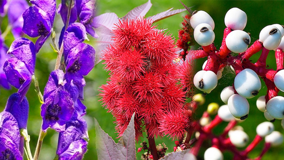 ��te d�nyan�n en �l�mc�l bitkileri