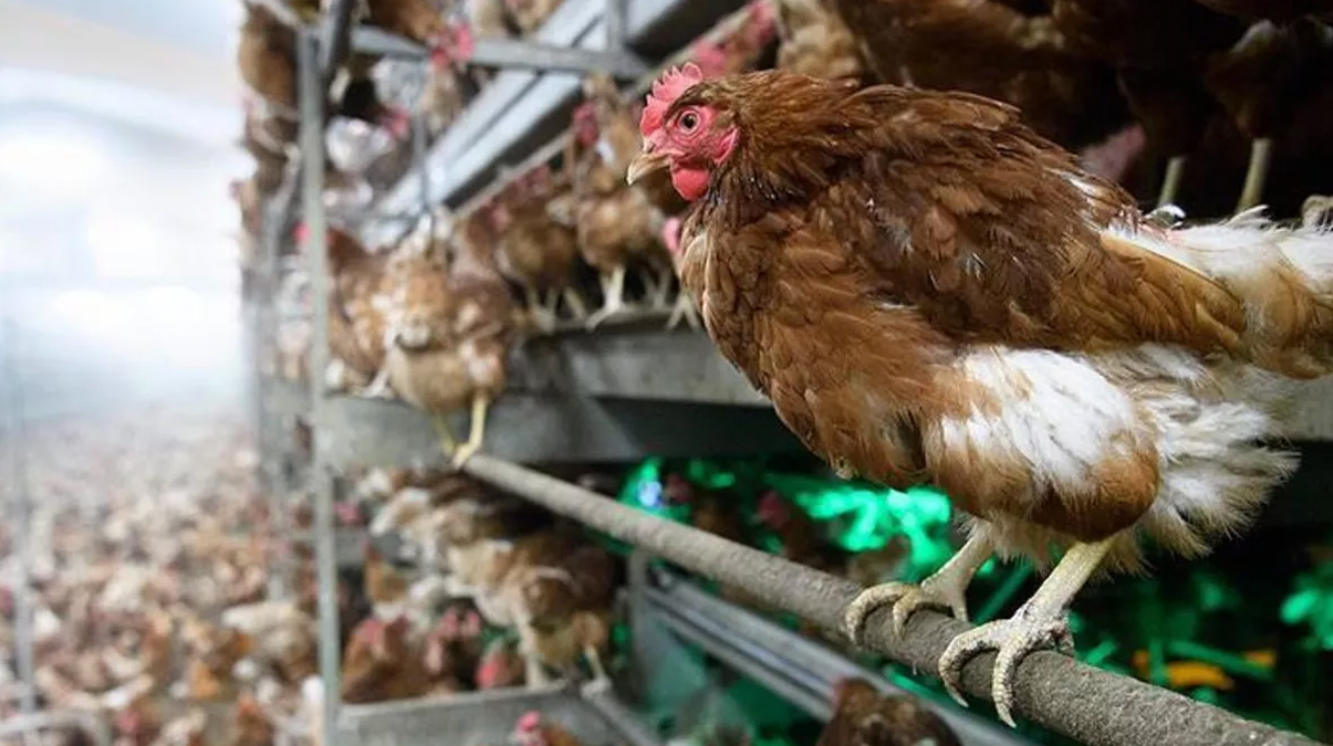 Hollanda'da 'ku� gribi' pani�i! Rusya ve Kazakistan'dan geldi�i iddia edildi