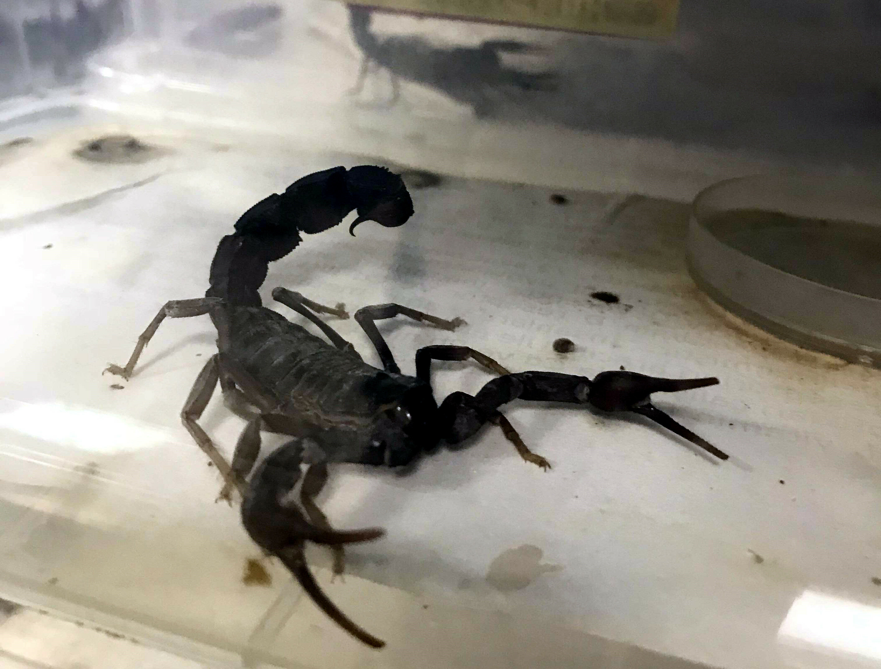 D�nyada akrep ve zehirli y�lan sokmalar�n�n en �ok ya�and��� ikinci �lke �ran