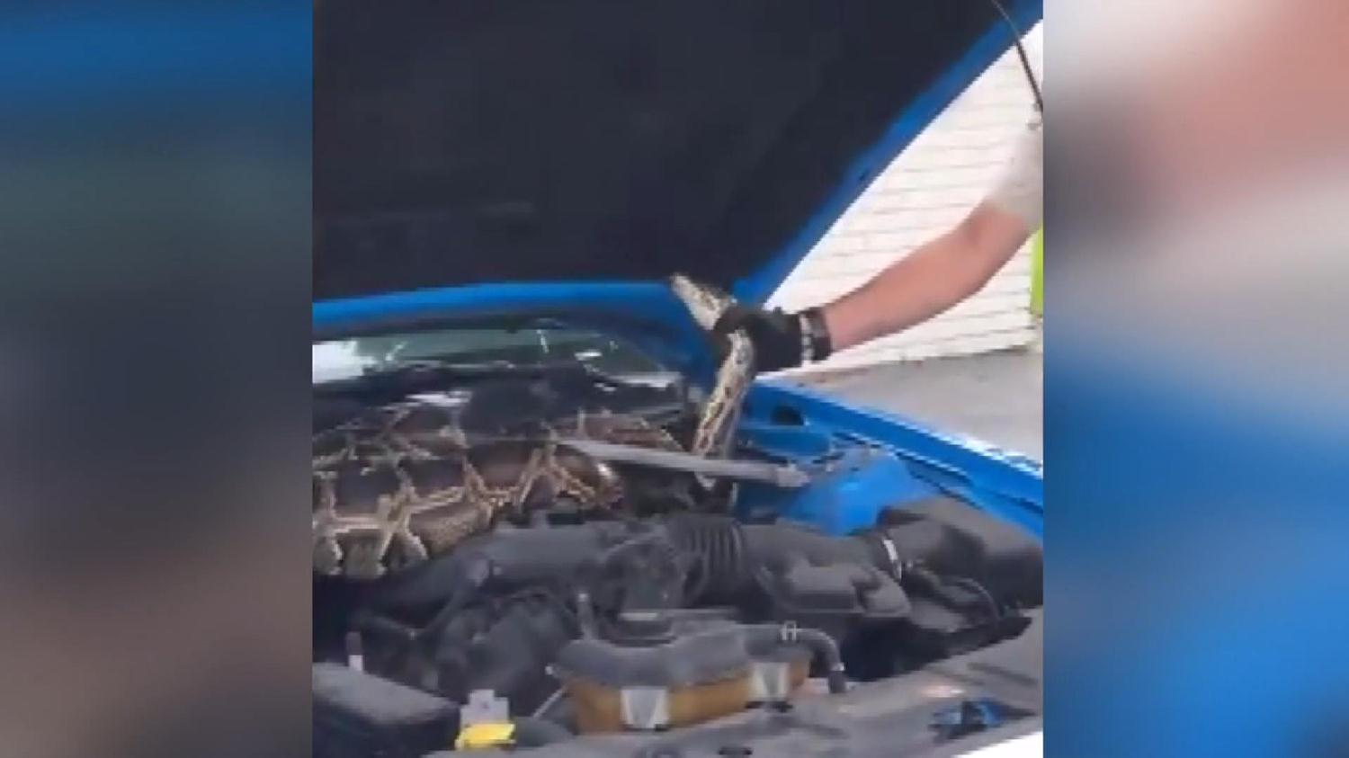 ABD'de l�ks ara� ar�zaland�, kaputu a�an s�r�c� �ok oldu! Tam 3 metrelik dev...