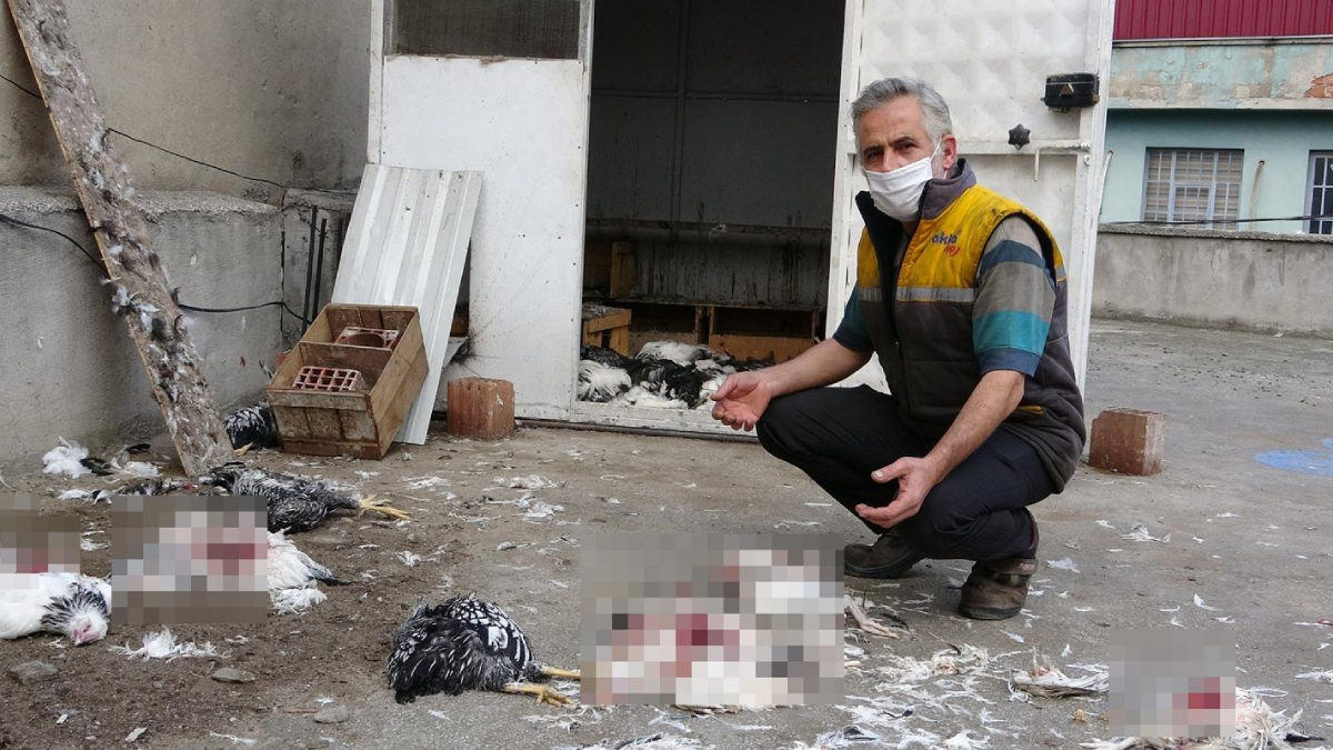 Pitbulllar k�mese dald�: 53 tavuk telef oldu! Polis soru�turma ba�latt�