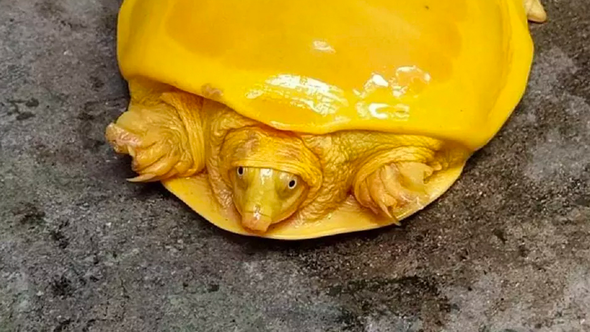 Hindistan'da sar� renkli kaplumba�a g�r�ld�