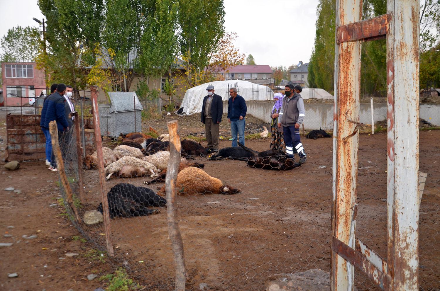 Mu'ta elektrik akmna kaplan 25 koyun telef oldu