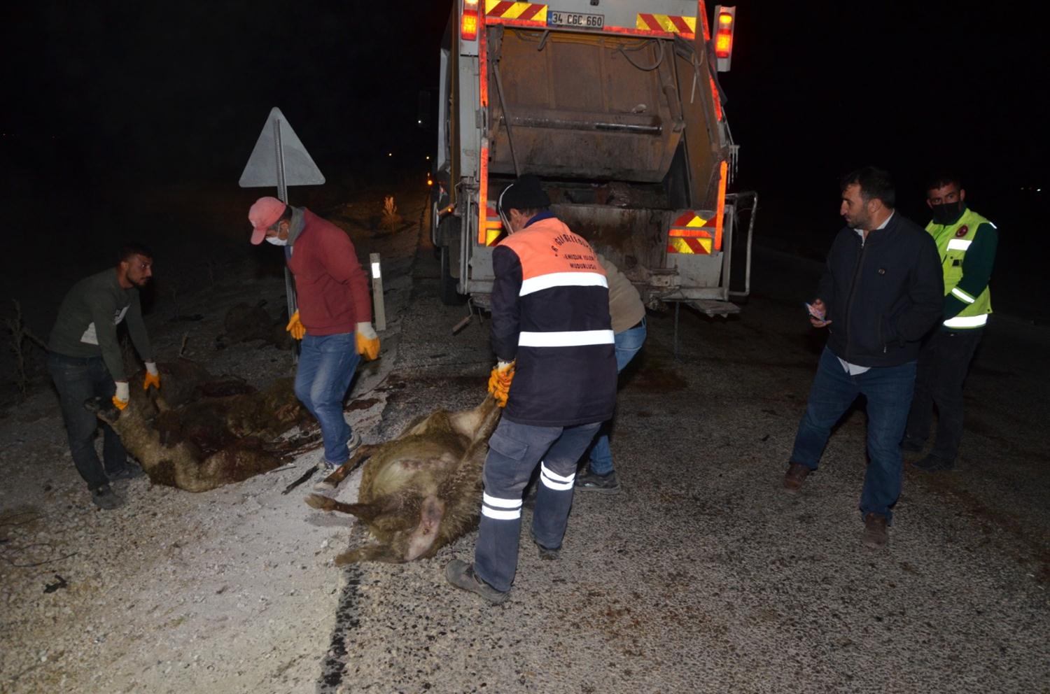 Otomobil koyun srsnn arasnda dald: 30 koyun telef oldu