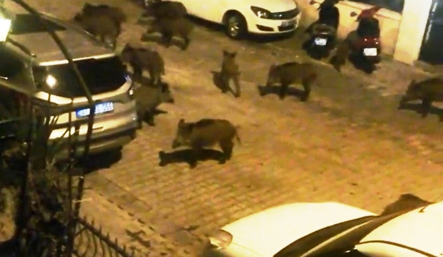 A kalan domuz srs ehir merkezine kadar indi