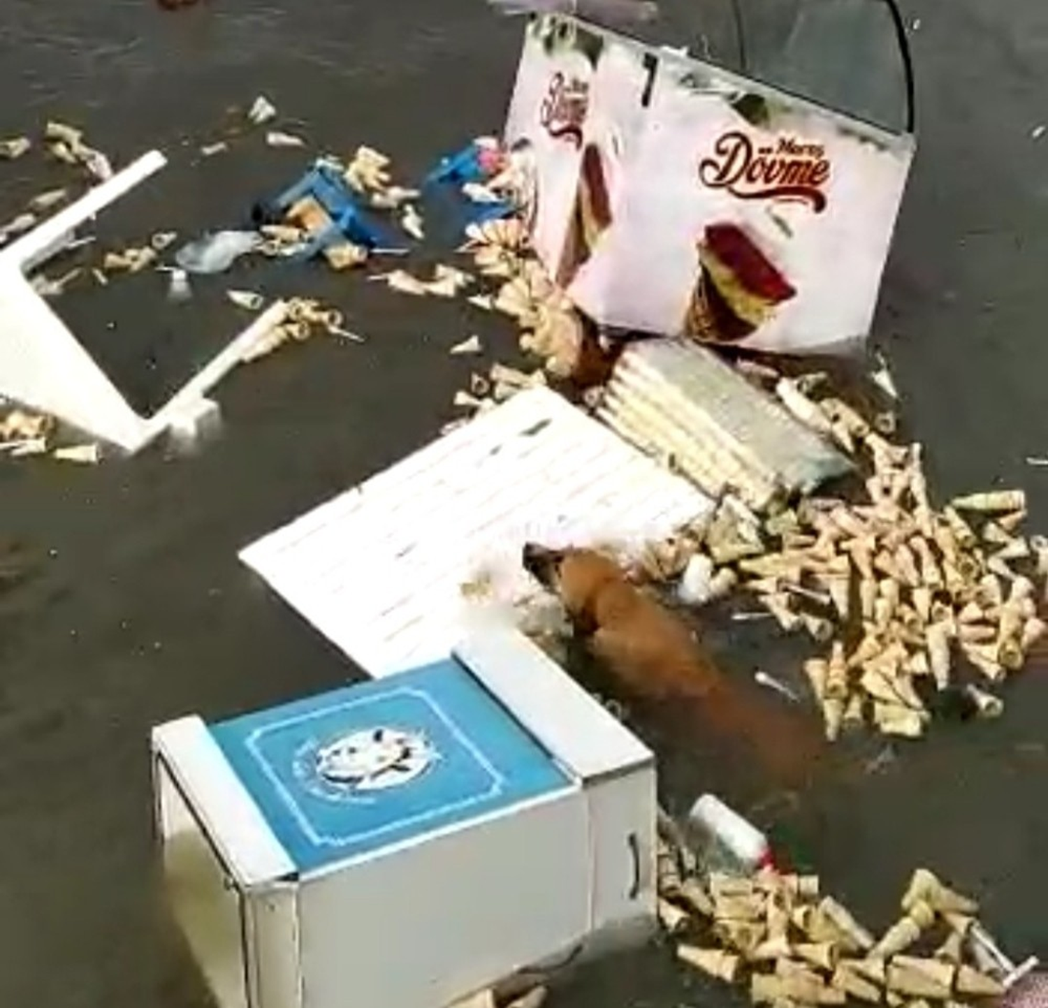 K�smi tsunamide can�n� kurtarmaya �al��an k�pe�in o anlar� saniye saniye g�r�nt�lendi