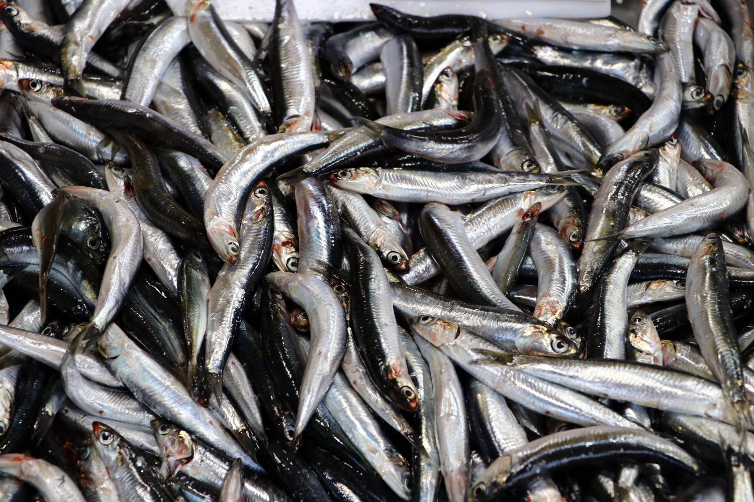 Marmara'da hamsi bollu�u bal�k��lar�n y�z�n� g�ld�rd�