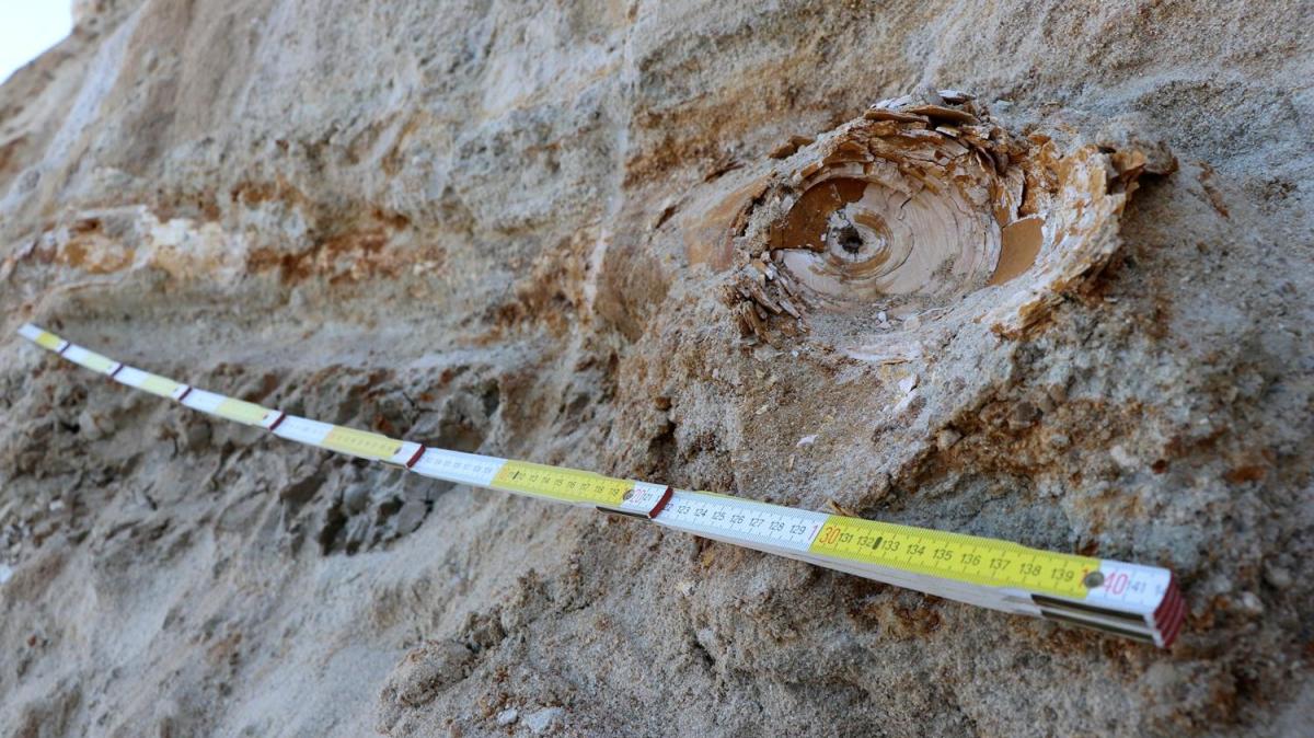 Edirne'de 8 milyon yllk mamut fosili bulundu
