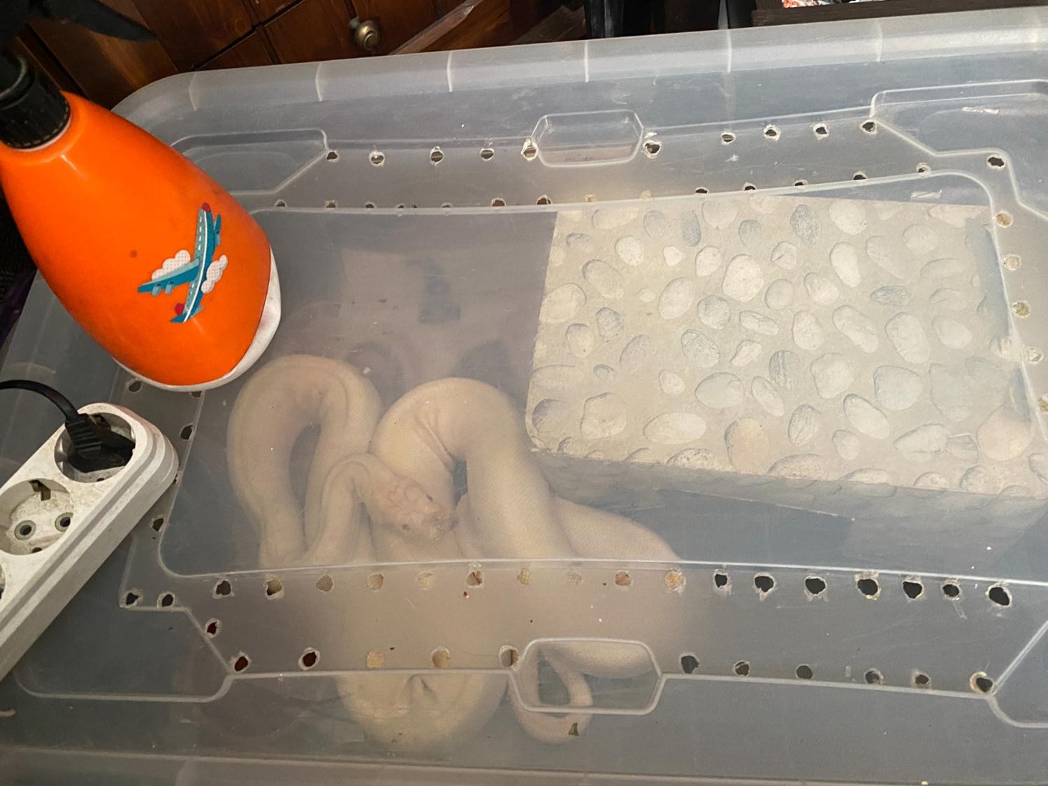 Ejder ve piton y�lanlar�n�n da aralar�nda oldu�u ticareti yasaklanan 12 s�r�ngen ele ge�irildi