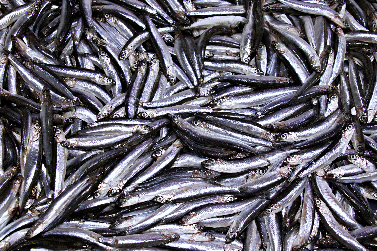 Karadeniz'de hamsi bereketi