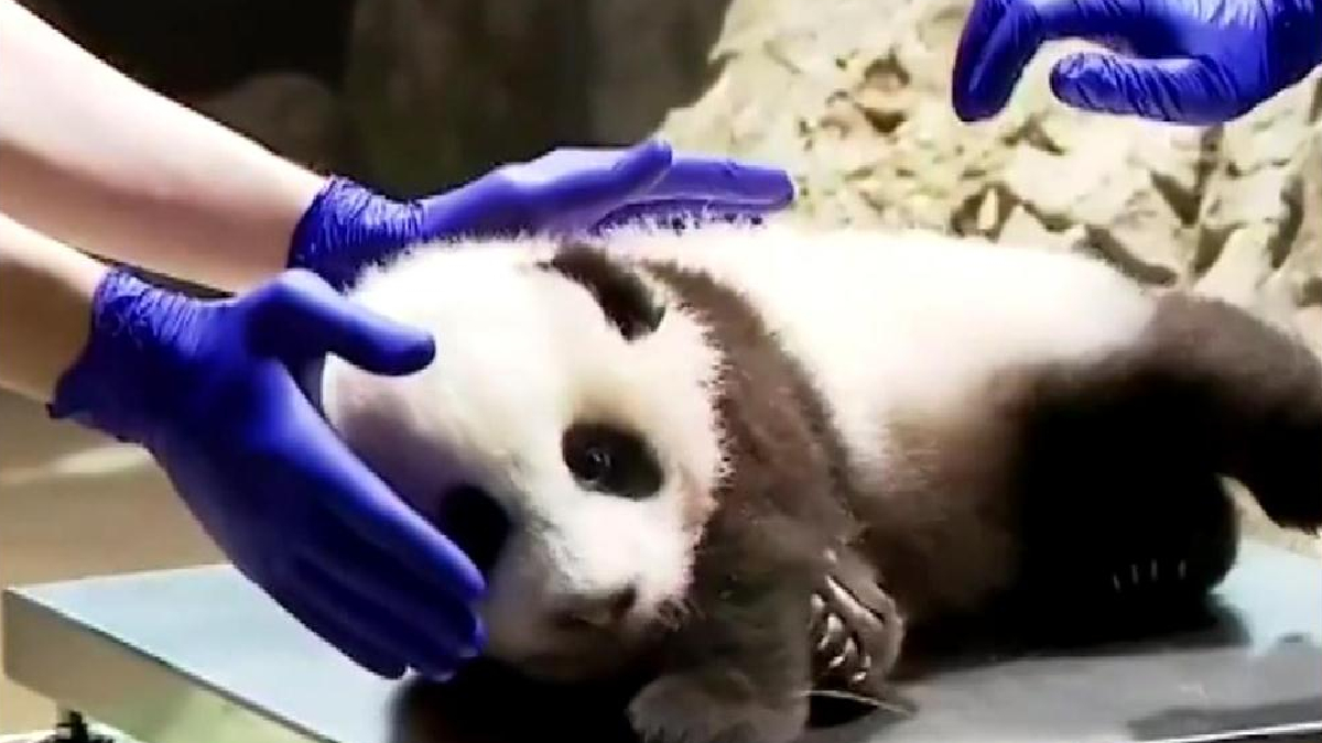 K���k pandan�n g�r�nt�leri payla��m rekoru k�rd�