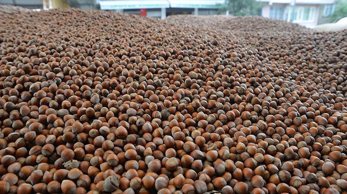 Ordu'da f�nd�k h�rs�zl���