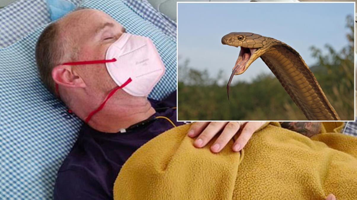 S�tma, dang hummas� ve Kovid-19'la m�cadele etmi�ti! �imdi de zehirli kobra soktu