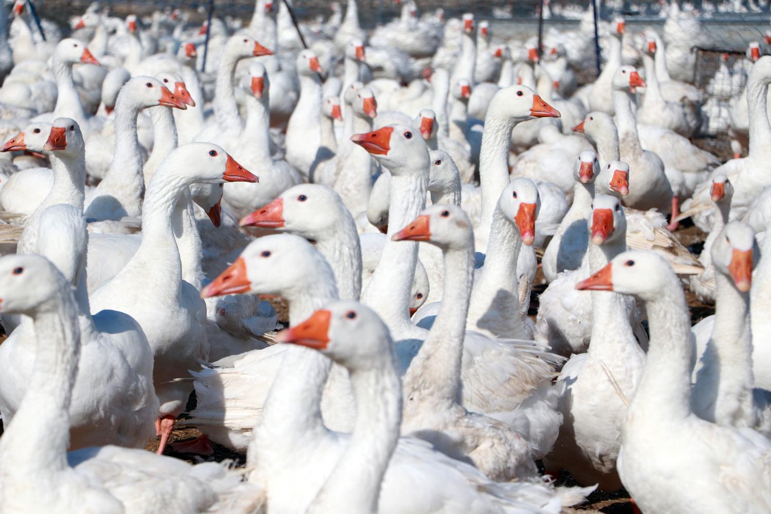 Hobi olarak ba�lad�lar, �imdi talebe yeti�emiyorlar!