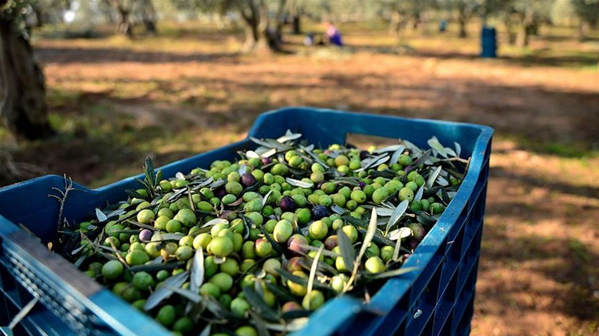 Gazze'de bir ilk! Zeytinya�� ihra� ediyor