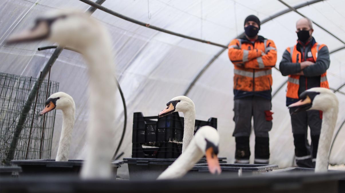 'Burunlar�ndan kan bo�ald� ve �ld�ler!' Yeni ku� gribi korkutuyor