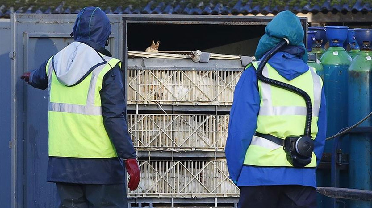 G�ney Kore'de ku� gribi alarm�!