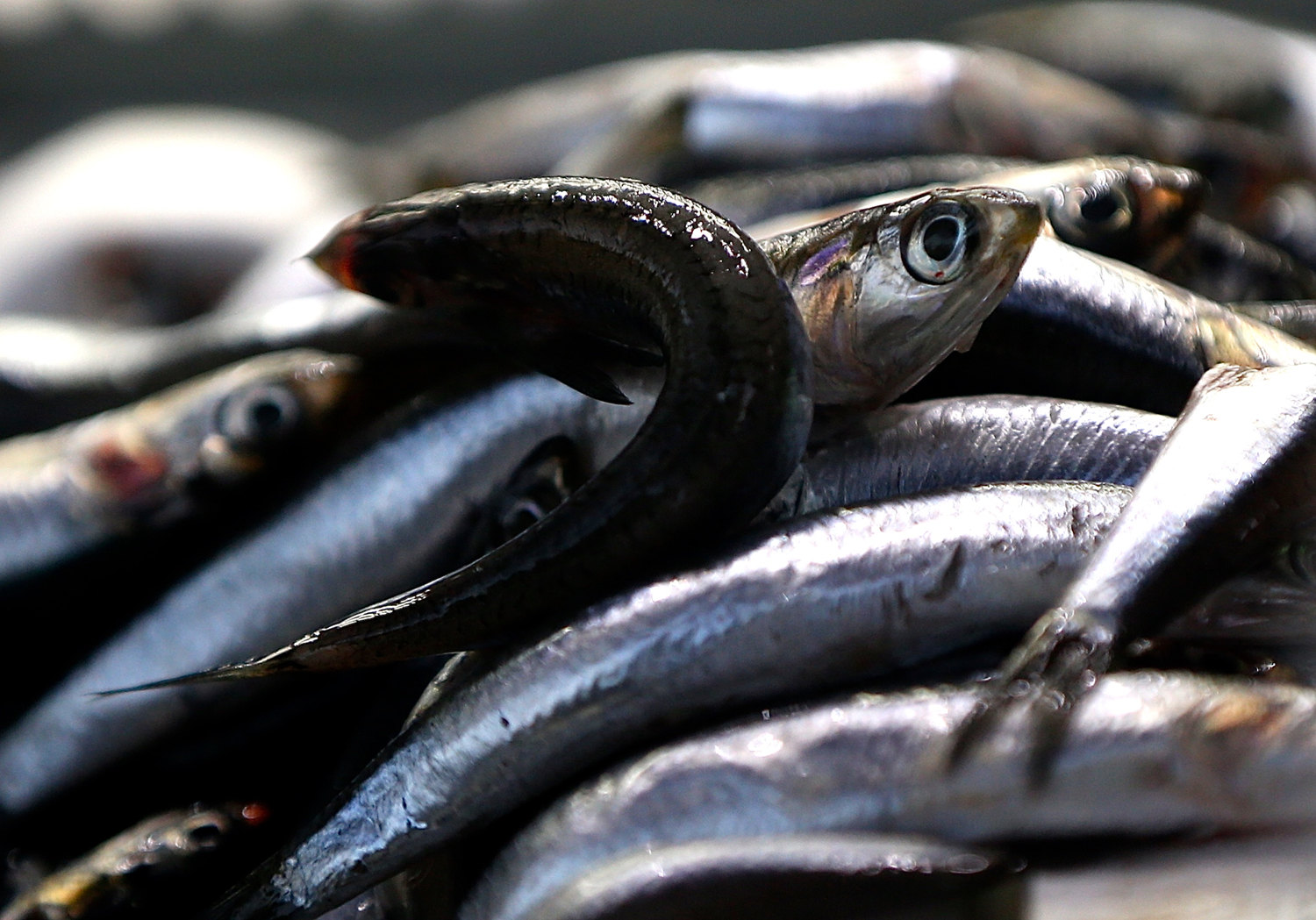 Hamsinin en lezzetli oldu�u d�neme girildi