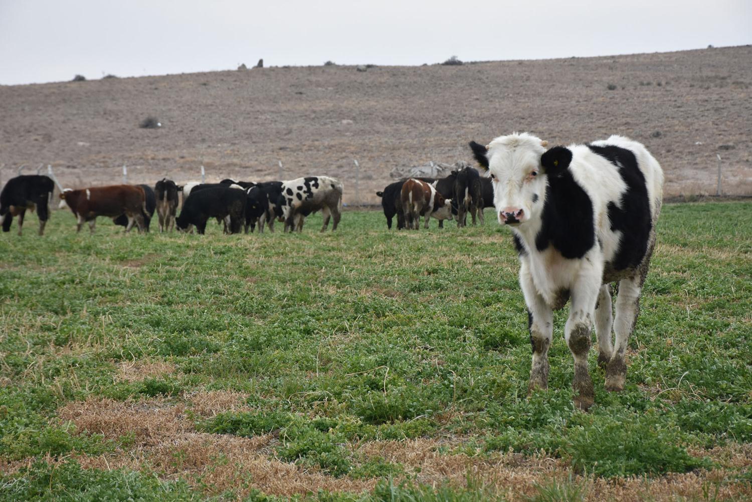 Devlet deste�iyle �iftlik kurdu, 100 ki�iyi istihdam ediyor